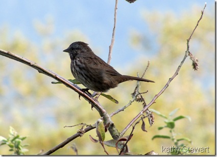 Song Sparrow