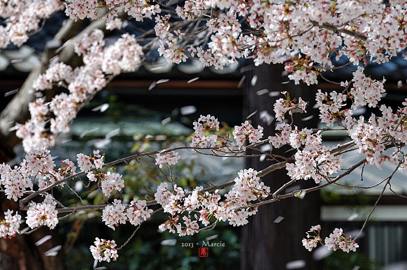 京都真如堂