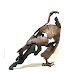 Object: 17952 - Ruigpoot Buizerd - 37 cm - € 4850,=