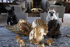 From our home to yours - HAPPY THANKSGIVING!
