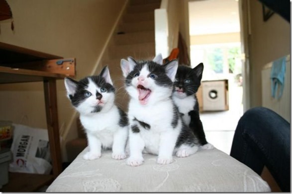 PUBLISHED by catsmob.com