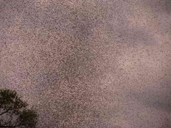 Mosquitoes-attacked-04 Mosquitoes-attacked-04