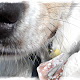 I combined a picture of a dog in my face with a painting hand so it looks like the hand is painting the dog.
