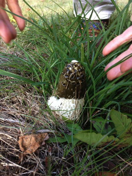 Stinkhorn