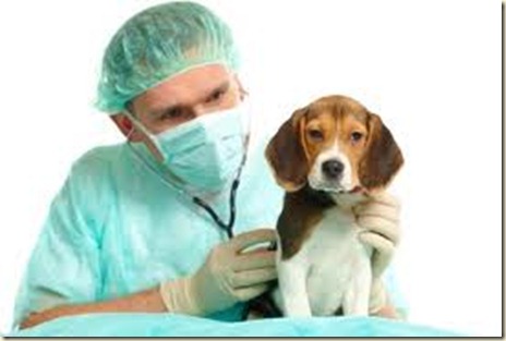 vacunas para perros cachorros2