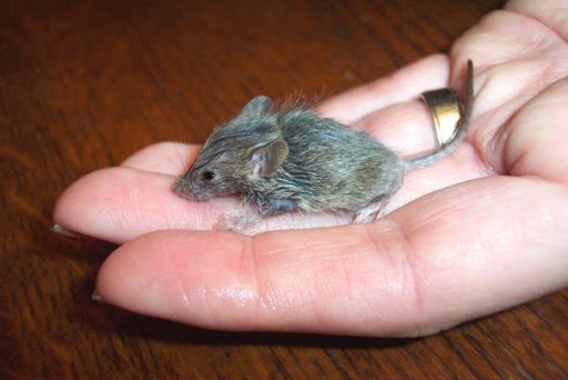 Many would like to see the U.S. follow Australia's lead and ban these inhumane traps. Many would like to see the U.S. follow Australia's lead and ban these inhumane traps.
