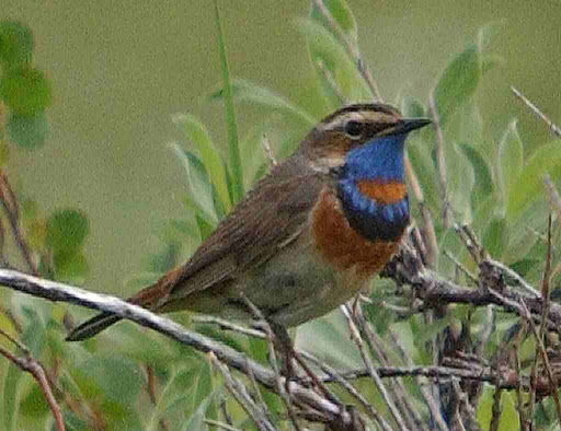 Bluethroat Bird