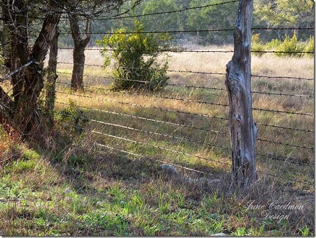 Barbedwire_Fence