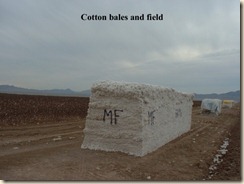 cotton1