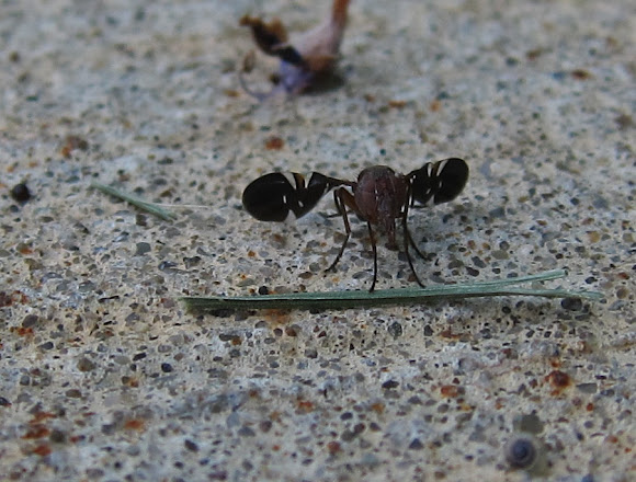 Spotting Image 1