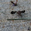 Wing fly