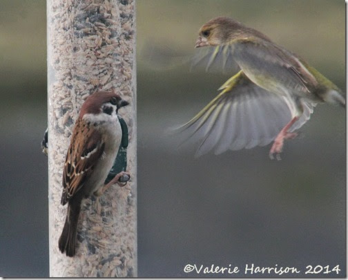 67-Tree-Sparrow-and-Greenfinch