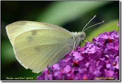 Coventry D7000 M  03-08-2012 12-58-023