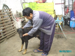 Este fue un caso de crueldad solucionado. Ademas esta completamente curado