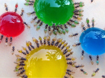 translucent-ants-2