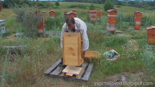 Весенняя ревизия пчел Весенняя ревизия пчел