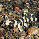 Banded bamboo shark