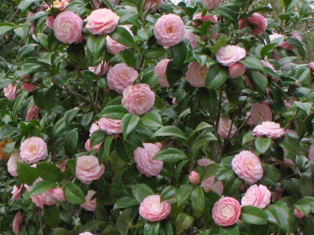 [camellia54.jpg]
