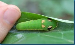 spicebush swallowtail caterpillar spicebush swallowtail caterpillar