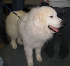 A fluffy Great Pyrenees