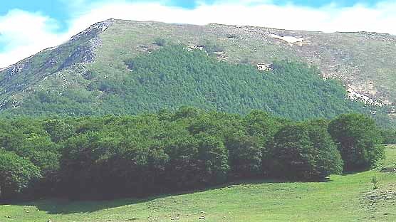 Inizio di fitta faggeta in periodo estivo