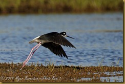 Black-necked Stilt  _ROT4168   NIKON D3S June 04, 2011