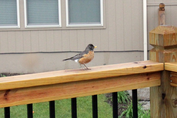 [1-Bird-25.jpg]