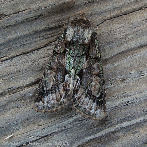 [green-brindled-crescent%255B2%255D.jpg]