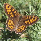 The Wall - yes, this butterfly really is called 'the wall'! Much prettier than most walls though, I'd suggest.