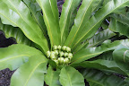 Their leathery fronds emerge from a central rosette.