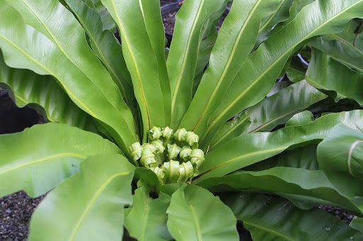 Their leathery fronds emerge from a central rosette.