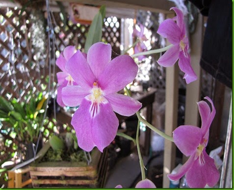 OR Miltoniopsis bismarkii var. josefina