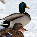 Mallard duck
