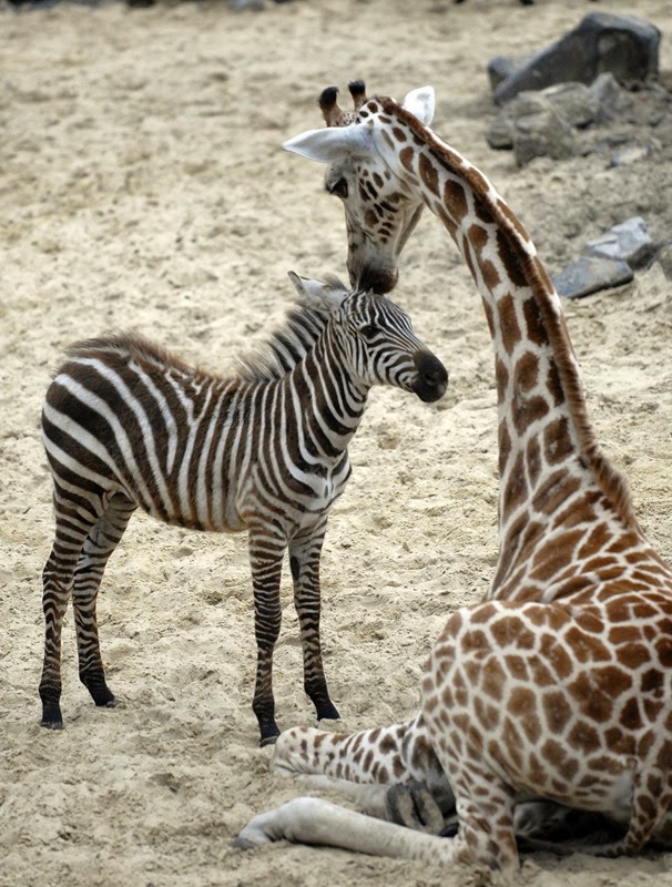[Zebra_Giraffe%255B4%255D.jpg]