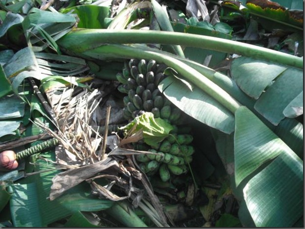 clip_image010[4]
