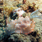 Nudibranch (Dauin, Negros)