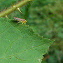 Candy-striped Leafhopper