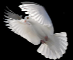 Dove Dove