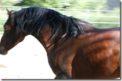 horses2011-13