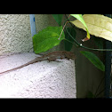 Brown Anole