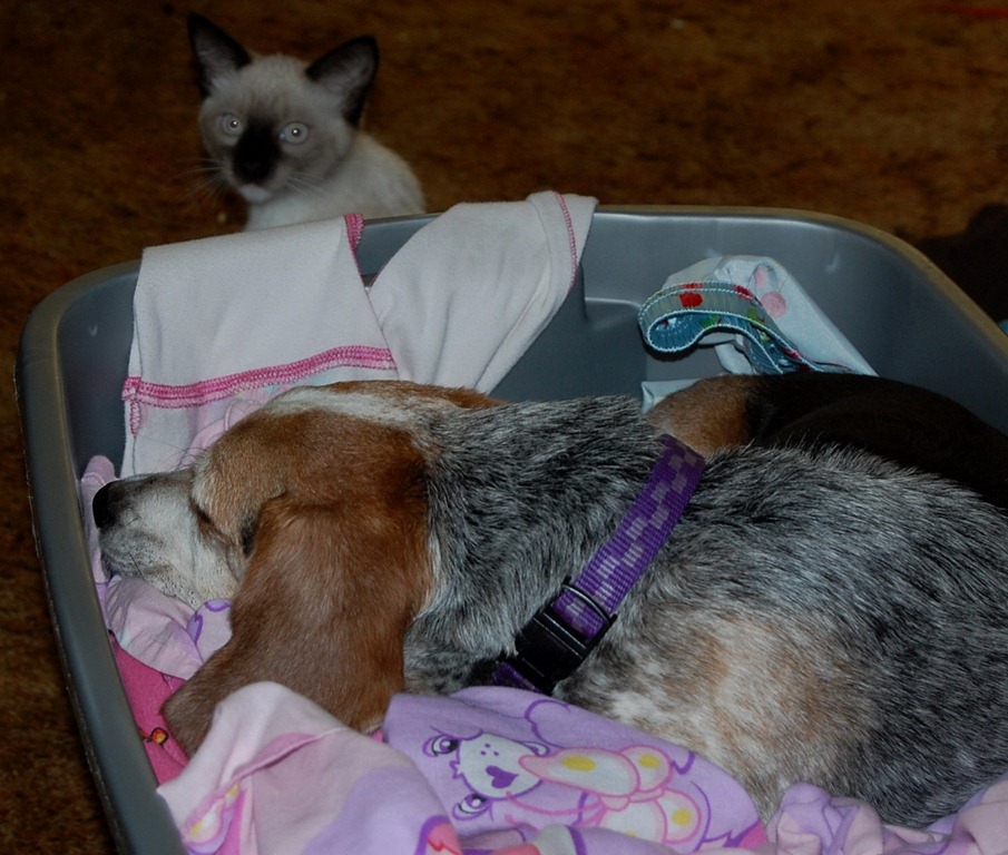 [catdogbin87.jpg]