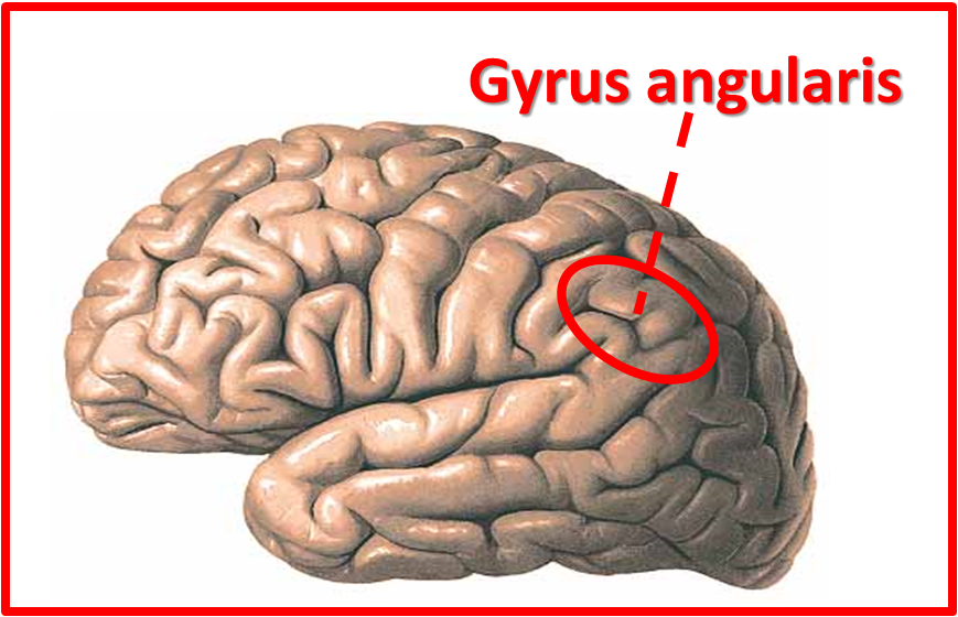 [Gyrus%2520angularis%2520%2528C%2529%2520Egg%25201%255B2%255D.png]