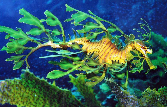 Strange Sea Creatures