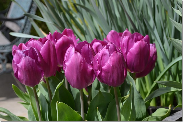 DSC_0005 DSC_0005