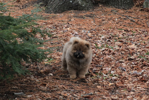 Silly G.K.  That's kind of a small stick to play fetch with.