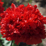 Papaver somniferum 'Paeoniflorum' - Pavot à fleur de Pivoine