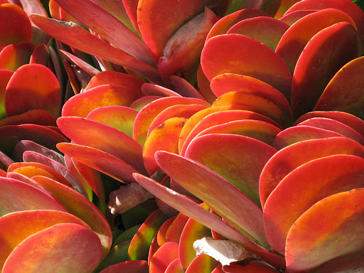 It looks like stone but it is actually a succulent.