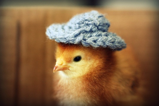 [chick-in-hats-7%255B2%255D.jpg]