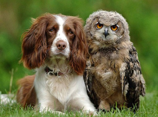 [animals-worried-face-3%255B2%255D.jpg]