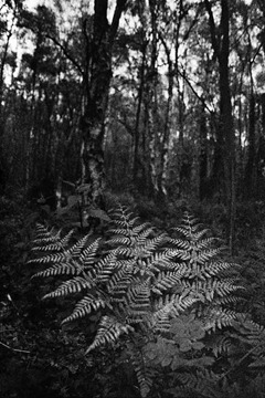 Ferns-in-the-Forest